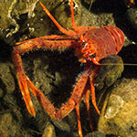 Munida rugosa